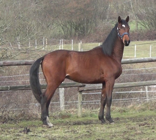 Adagio de Pillière, cheval bai