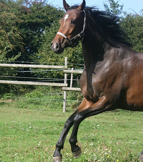 Allegria de Pillière au galop