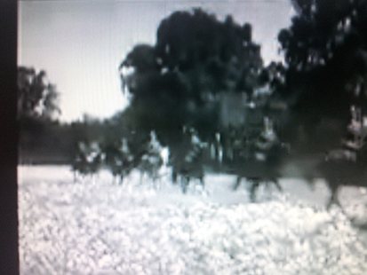 Chevaux au haras de Trakehnen en 1936