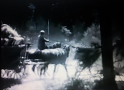 Attelage au haras de Trakehnen en 1936