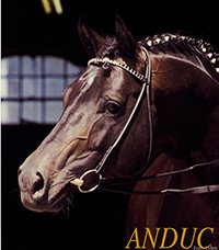 Anduc, étalon bai bridé