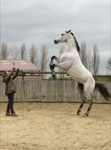 Bahila de Pillière se cabrant