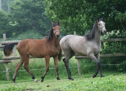 Bahila et Celeste au pré