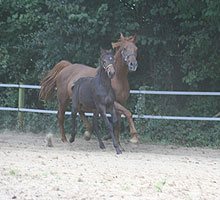 Camsara et son poulain au galop