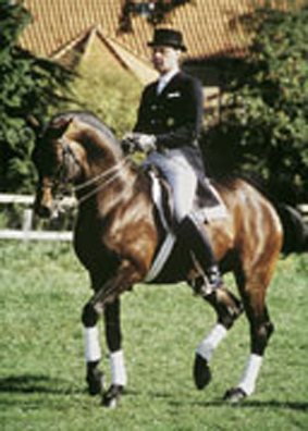 Capri monté en dressage