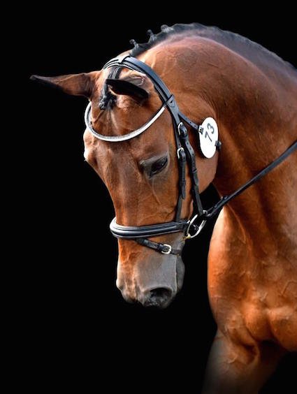 Caprice de Pillière, cheval Trakehner bai, bridé