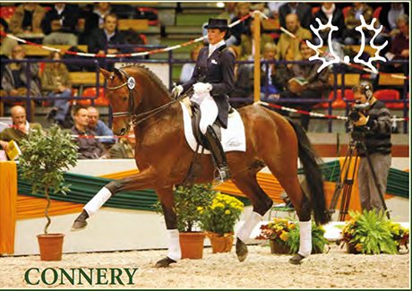 Connery en dressage