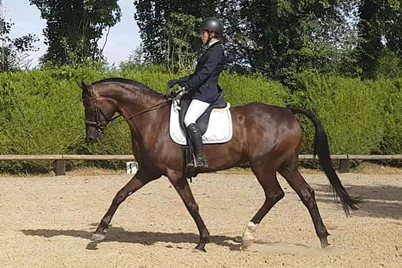 Cruzador de Pillière monté en dressage sur une carrière