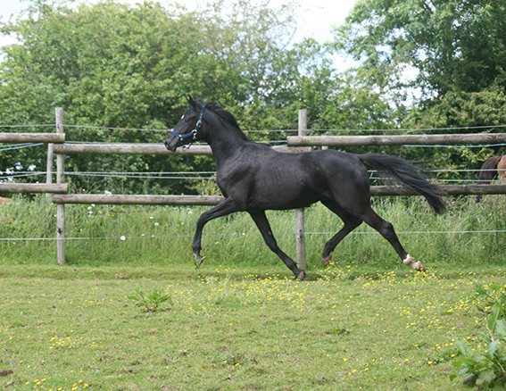 Cruzador de Pillière au trot