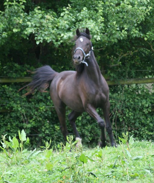 Donarosa de Pillière, jeune jument noire