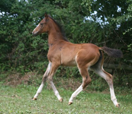 Eléana de Pillière, poulain alezan au galop
