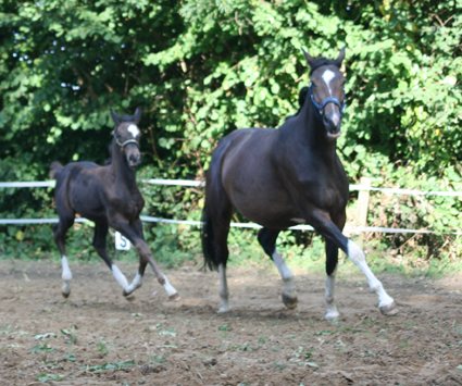 Elegantsia et son poulain