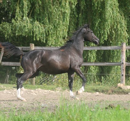 Elionore de Pillière au trot