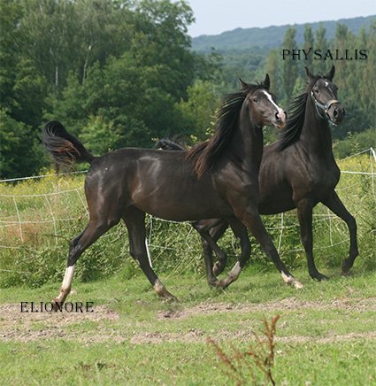 Physalis et Elionore au trot