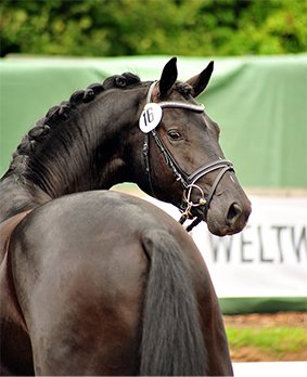 Cheval brun tressé, portrait de côté