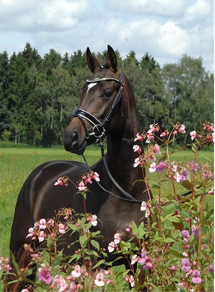 Cheval brun bridé derrière des fleurs roses