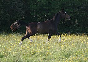 Espéranza galopant dans un pré fleuri