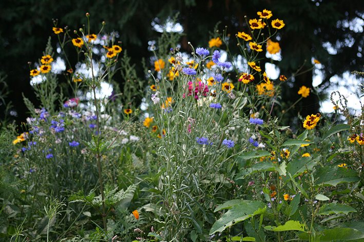 Fleurs des champs dans le jardin du haras