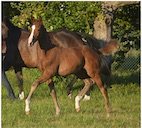 Poulain bai au galop dans un pré