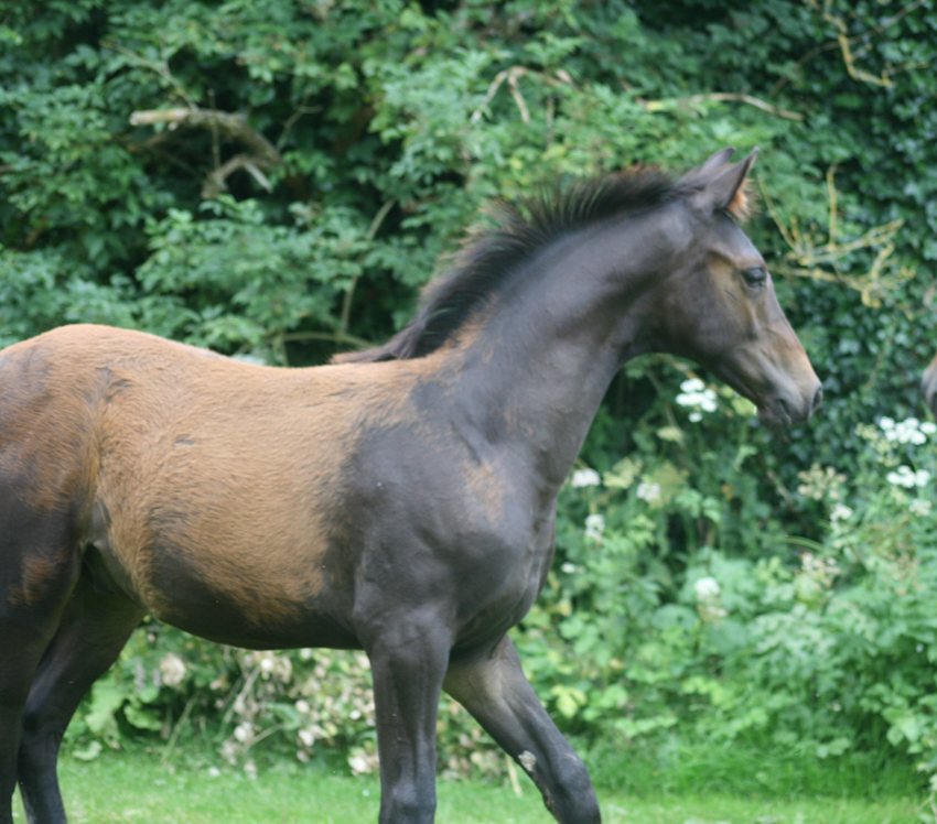 Handgelo de Pillière, jeune cheval