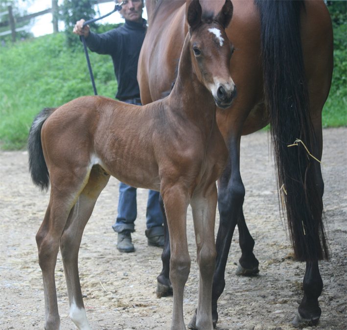 Blue Pearl de Pillière, jeune jument avec un adulte