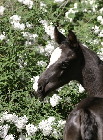 Don Pedro, portrait de poulain noir à la liste blanche