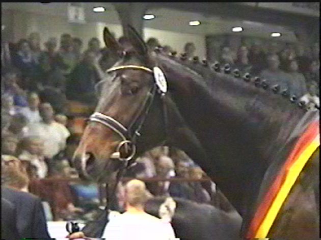 Elfengeist, cheval brun bridé