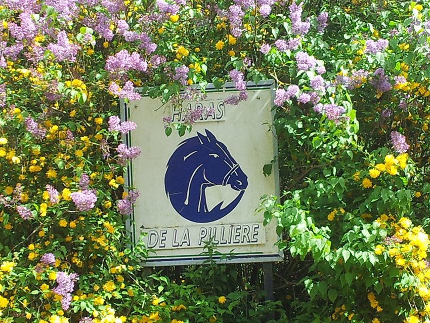 L’enseigne du Haras de la Pillière au milieu des lilas en fleurs