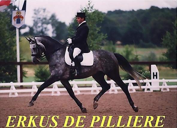 Erkus de Pillière, cheval gris pommelé en dressage