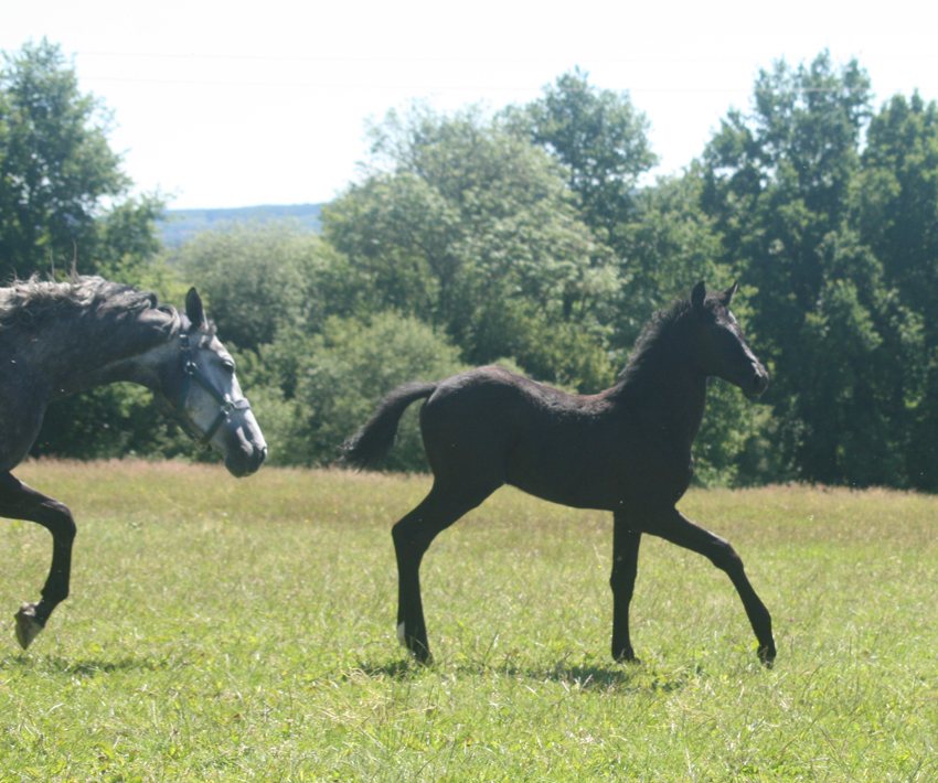 Estrelina de Pillière, jeune cheval noir au pré