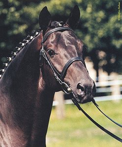 Kasparo, portrait