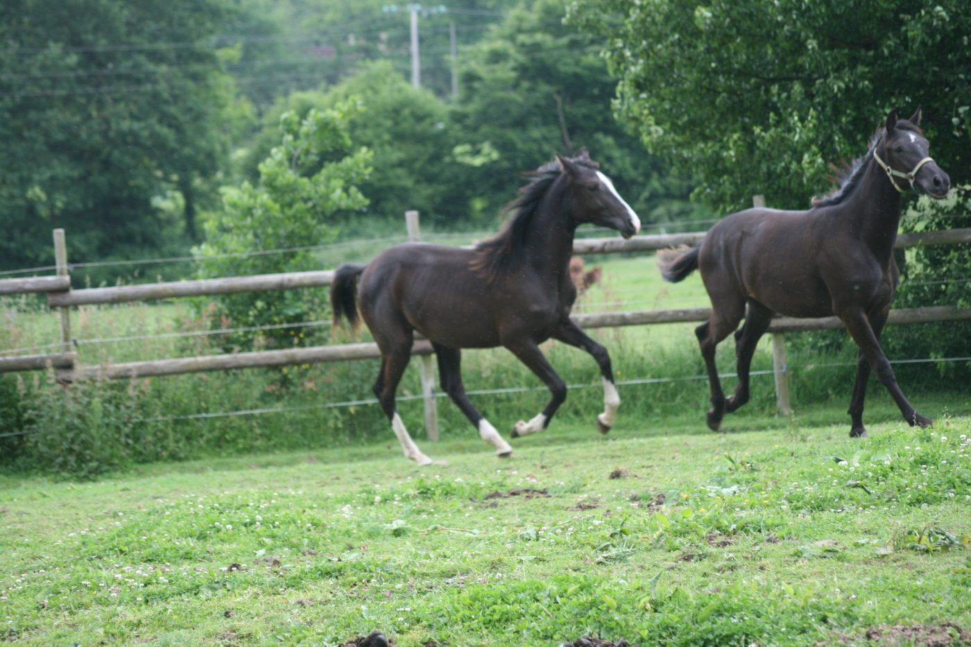 Deux jeunes chevaux noirs au galop dans un pré du haras