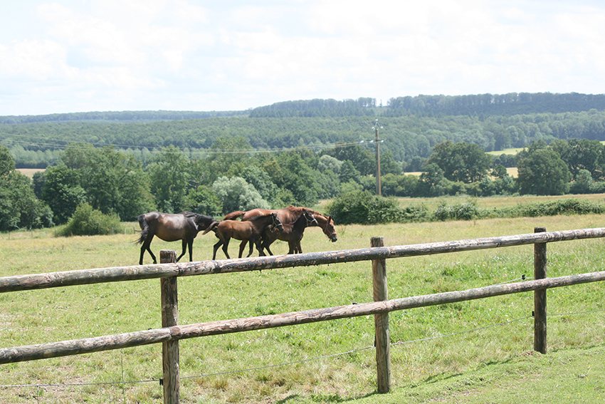Chevaux au pré, dans la campagne de l’Orne