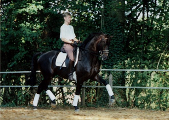 Risky Business monté en dressage