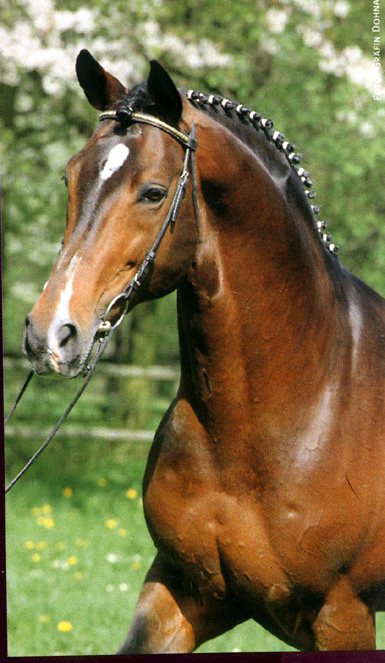 Ténor, portrait