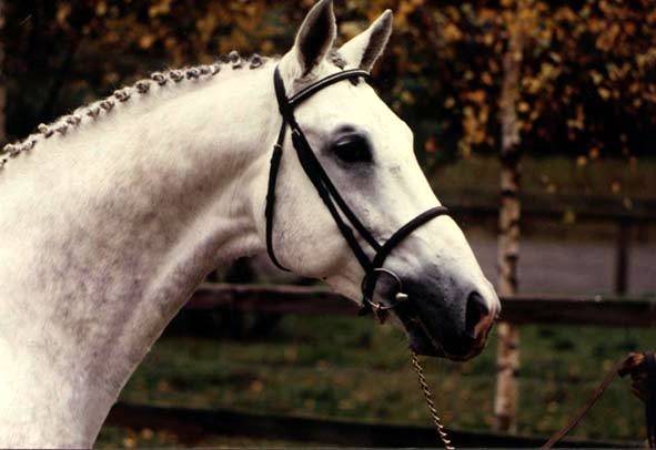 Tête d’Iglesias, cheval gris