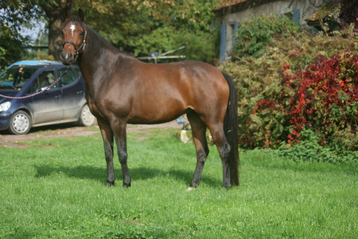 Un cheval bai posant dans la cour du haras