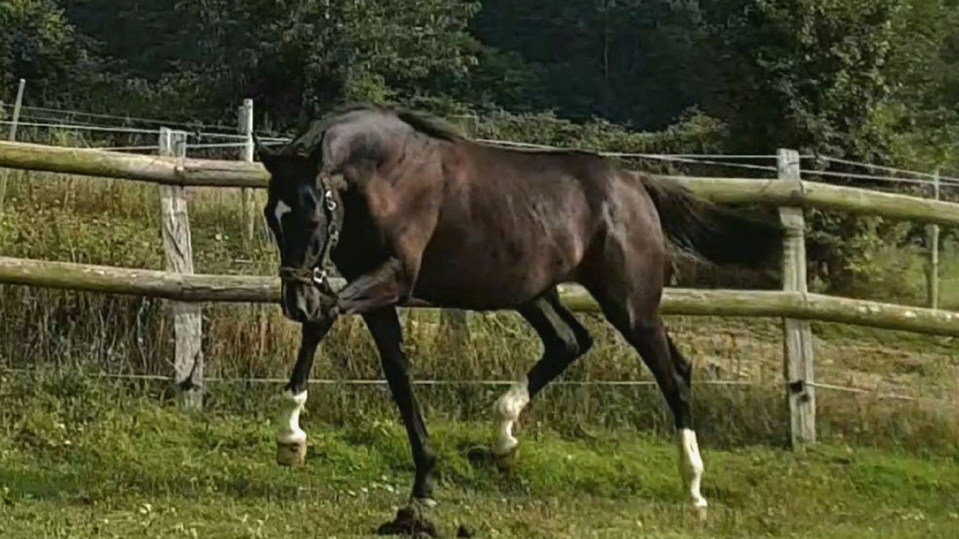 Manon, jeune cheval bai foncé devant une clôture
