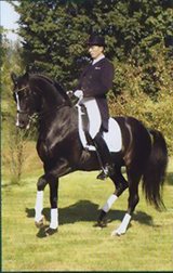 Monteverdi en dressage