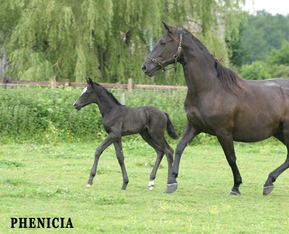 Phenicia et son poulain