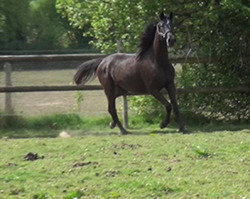 Physallis de Pillière au trot
