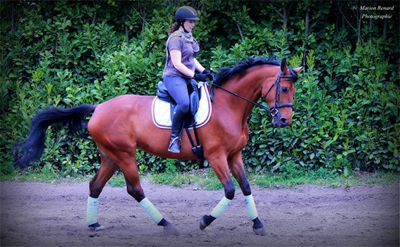 Polymnie montée en dressage