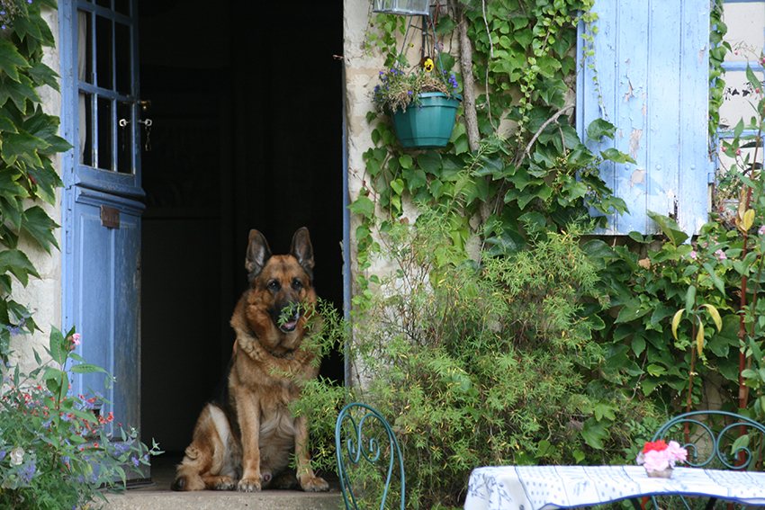 Chien de berger assis sur le pas de la porte bleue du haras