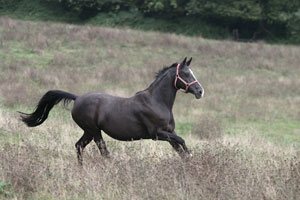 Shaya, jument noire galopant