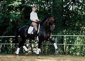 Risky Business monté en dressage dans une carrière