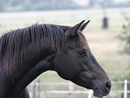 Hylke, jument noire, portrait