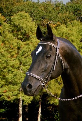Portrait d’Isgard, cheval noir à la liste blanche