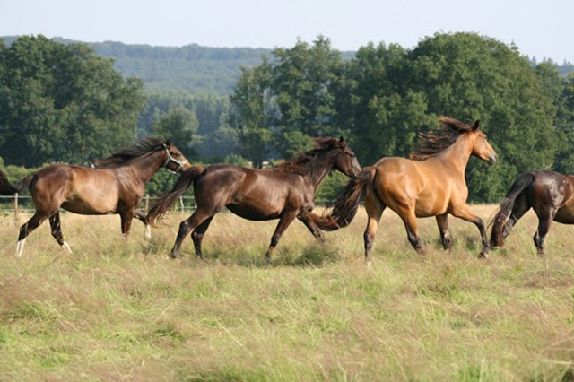 Juments et poulains galopant dans un pré