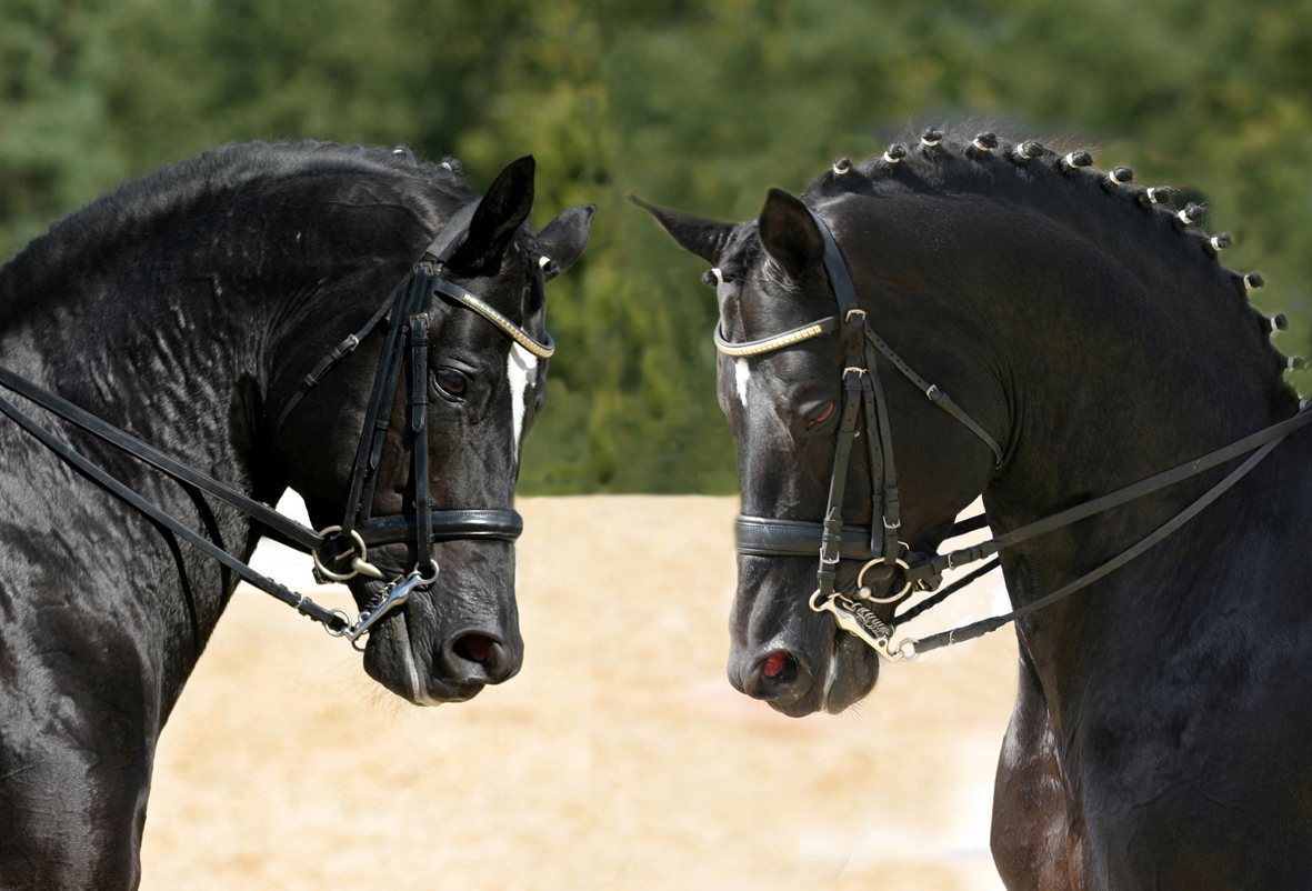 Deux chevaux Trakehner noirs, têtes rapprochées