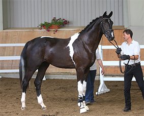 Cheval noir et blanc présenté en main dans un manège